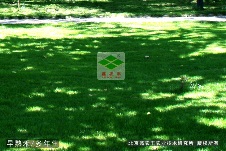 早熟禾種子早熟禾耐寒